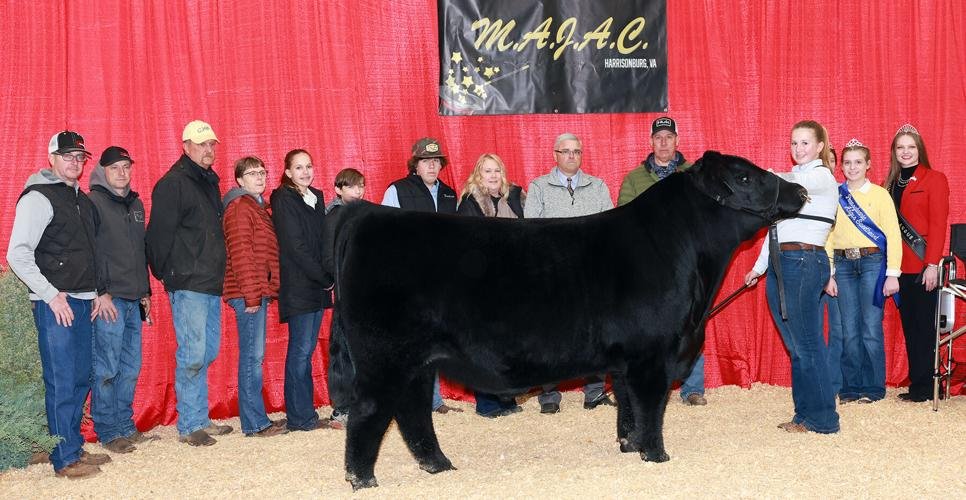 Madison Stratton of Appomattox wins two regional angus awards