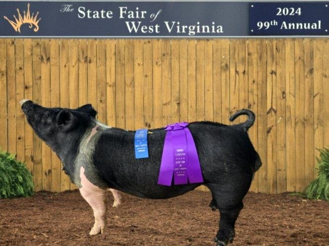Appomattox County pig farm wins again at West Virginia State Fair
