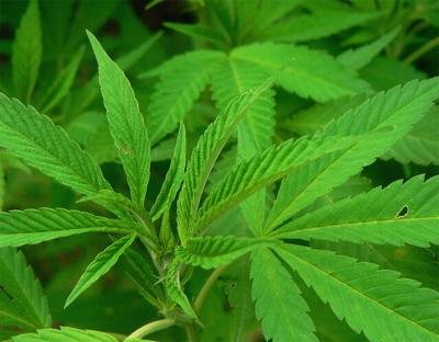 Cannabis education event denied in Appomattox County