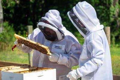 Hampden-Sydney College establishes apiary to support bee population, education goals
