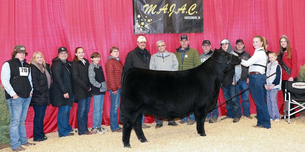 Madison Stratton of Appomattox wins two regional angus awards