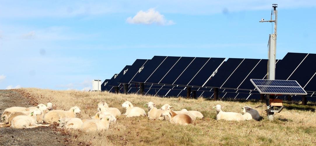 Local sheep farmer and Energix form solar project partnership