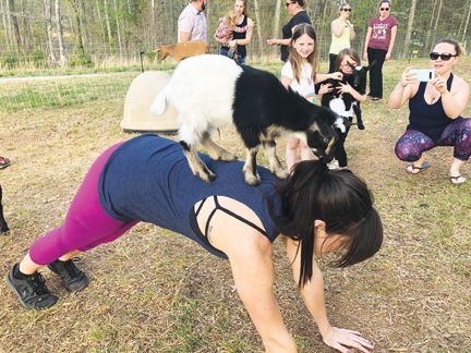 Challenger Yoga and FurHaven bring goats into the mix