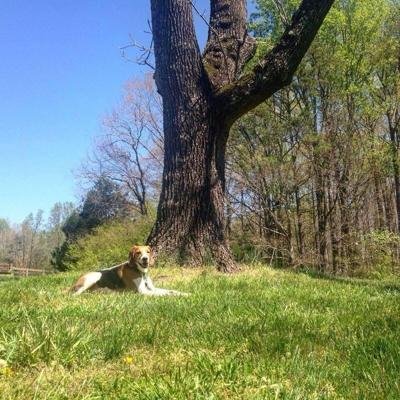 HUNTING DOG PROPOSALS: Wildlife officials propose regulations to help manage hunter, landowner conflicts